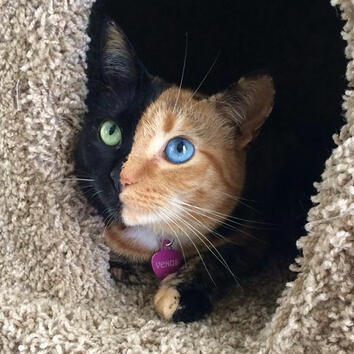 Венера: котето с две лица