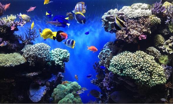 Топ 5: Най-впечатляващите аквариуми по света