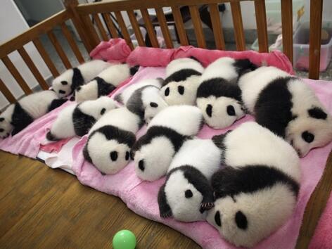 В Китай за 40 дни се родиха 9 двойки панди близнаци