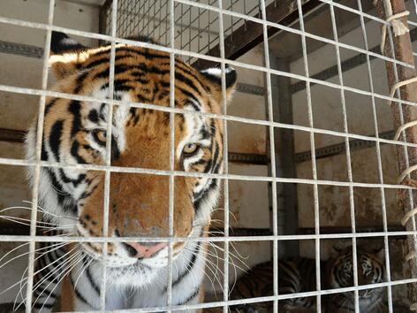 „Четири лапи“ закри обявения за най-лош зоопарк в света