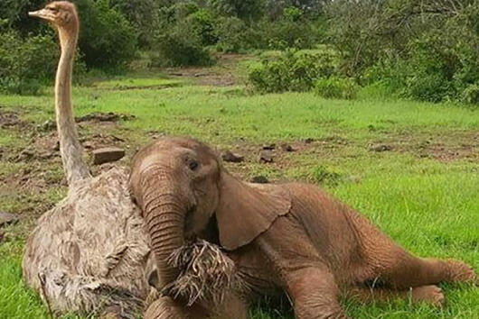 Този щраус гушка слончета, които са загубили своите майки, за да се почустват по-добре 