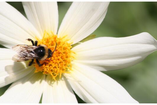 Какво да правите, ако ви ужили пчела или оса? 