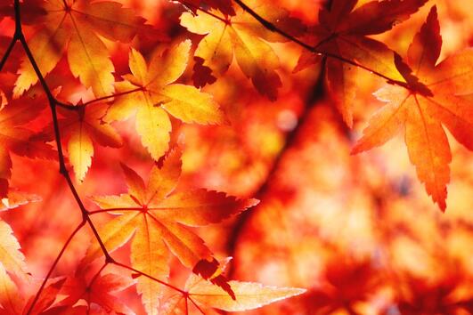 14 причини, поради които есента пълни сърцата ни с радост 