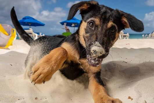 Има Карибски остров, пълен със спасени кученца, които можете да гушкате 