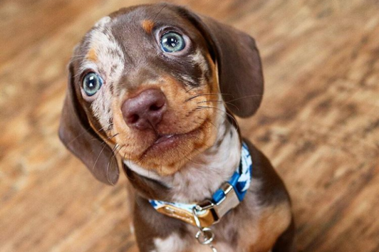 23 причини, поради които кучетата са най-хубавото нещо на този свят 