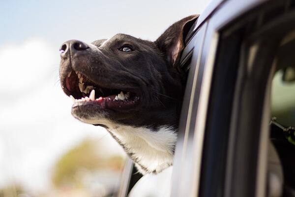 10 фактa за кучетата, които доказват, че не можем да живеем без тях