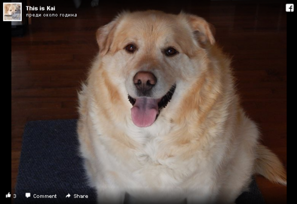 Историята с щастлив край на едно куче с наднормено тегло 