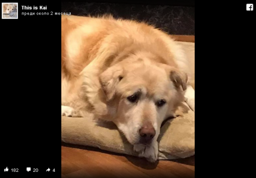 Историята с щастлив край на едно куче с наднормено тегло 