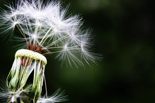 Как да облекчим симптомите на алергия през пролетта