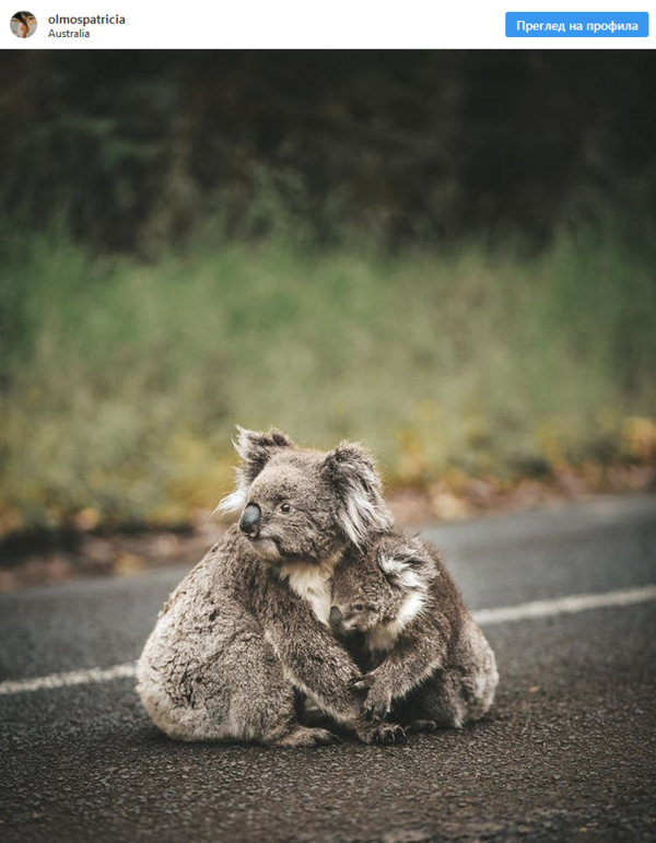 Любопитни факти за коалите 