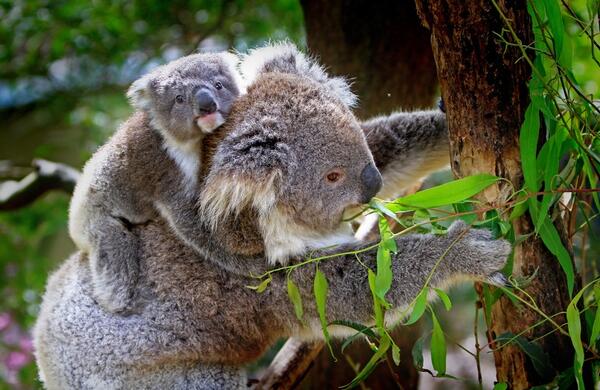 Любопитни факти за коалите 