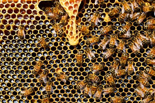 Защо пчелите са толкова важни и какво можем да направим, за да предотвратим изчезването им