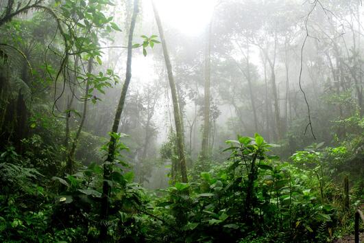 11 неща, които ще се случат с нашата планета, ако тропическата гора в Амазонка изгори 