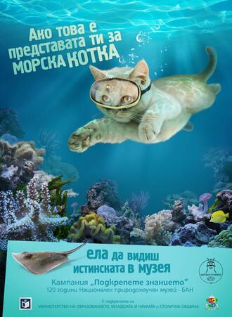 Морската котка няма лапички и козина