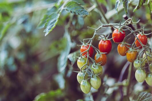Здравословните предимства на доматите
