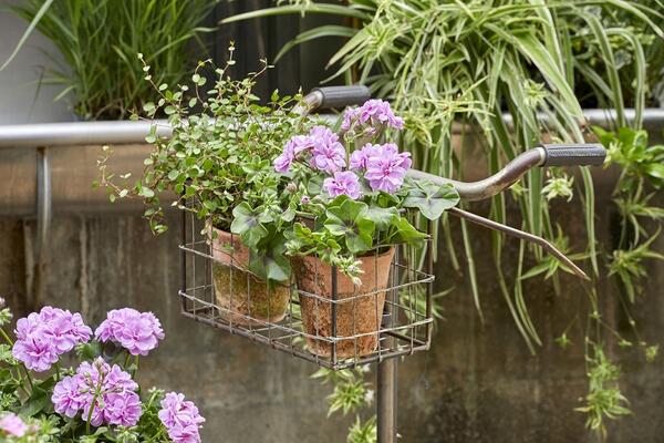 Мушкатото – перфектен избор за начинаещите градинари