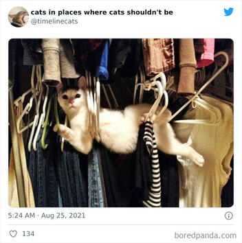 Най-странните места, на които може да се скрие една котка