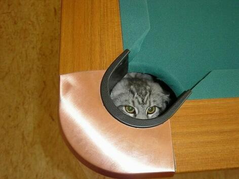 Най-странните места, на които може да се скрие една котка