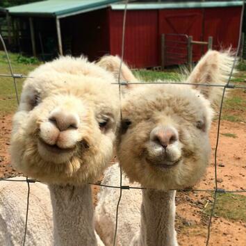 Сладки алпаки, които ще ви усмихнат