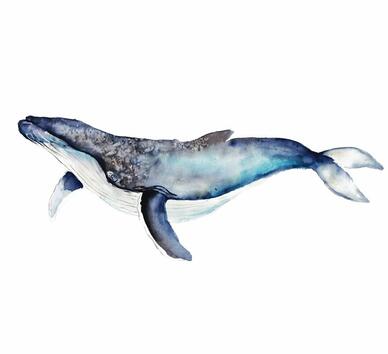 Красотата на китовете, изобразена в илюстрации