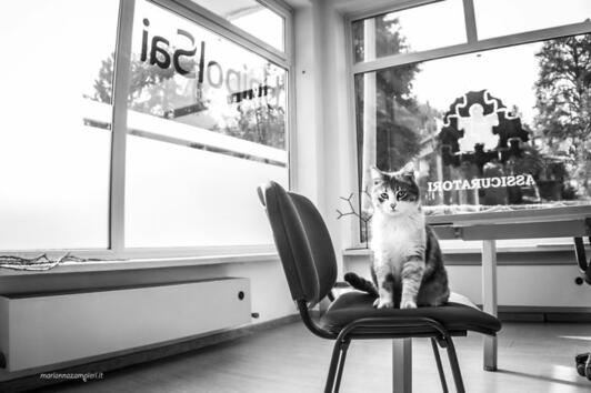 Работни места, на които живеят котки
