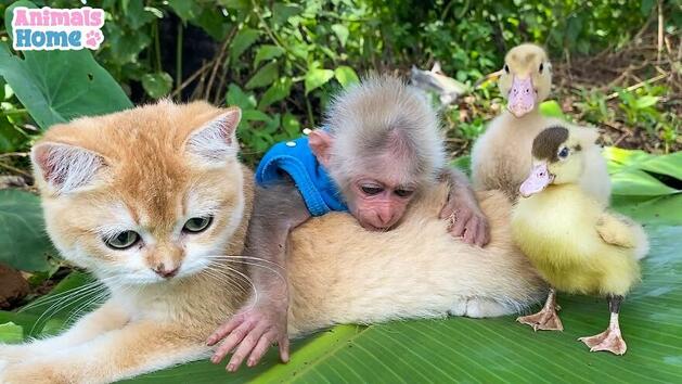 Маймунката Биби и нейните приятели