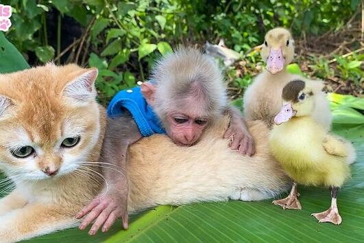 <p>Малка маймунка на име Биби живее в Animal Home в Индонезия, където споделя пространството заедно с други сладки животни. Тя създава приятелства с всички тях и изглежда си изкарват страхотно.</p>