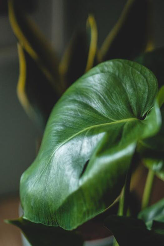10 стайни растения, които излагат здравето ви на риск