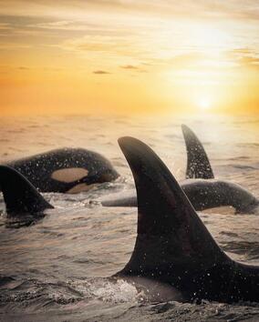 Внушителни китове по залез слънце