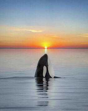 Внушителни китове по залез слънце