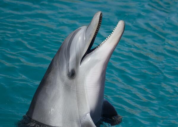 Любопитни факти за делфините 