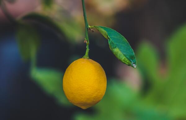 Съвети за отглеждане на лимоново дръвче вкъщи 