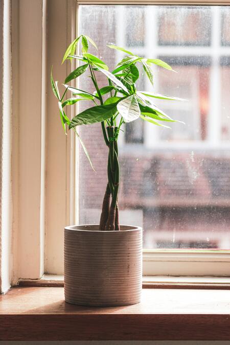 5 стайни растения, които изискват минимални грижи