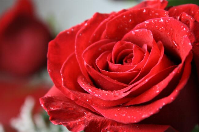 10 романтични факта за червените рози 