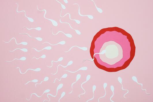 Мъжко безплодие: как да подобрим качеството на сперматозоидите само за 42 дни!
