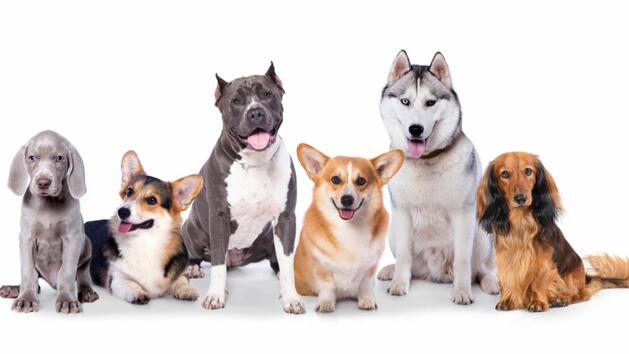 Кои са 10-те най-енергични породи кучета?