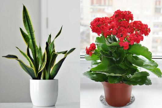 Махнете ТЕЗИ растения от дома си, ако имате домашен любимец