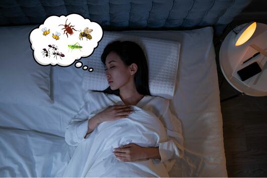 Какво означава, ако сънувате насекоми?