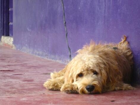 Кучето на Дженифър Анистън страда от депресия