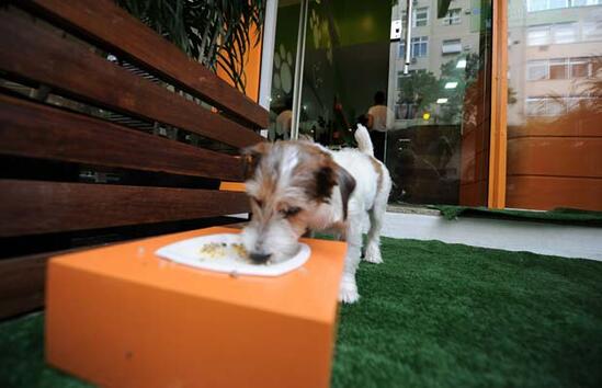 Ресторант само за кучета предлага здравословно меню за четириногите в Бразилия