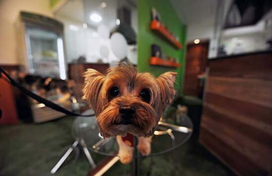 Ресторант само за кучета предлага здравословно меню за четириногите в Бразилия
