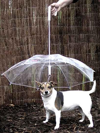 На едрите кучета не им пречи особено, когато вали. Малките ни любимци обаче са по-болнави и е добре да ги предпазваме от настинка в дъжда.